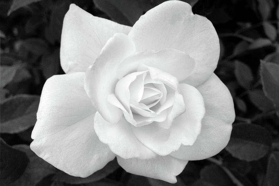 White Rose 2 Photograph by Tom Reynen
