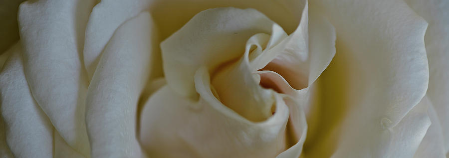 White Rose #3 Photograph