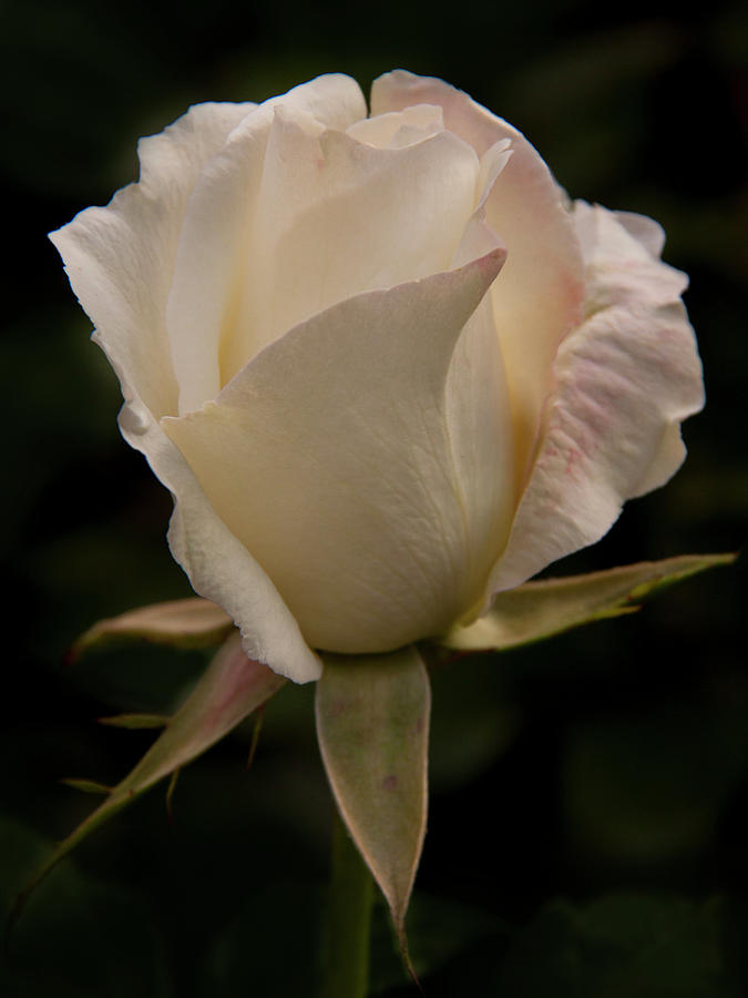 White Rose - 365-365 Photograph by Inge Riis McDonald