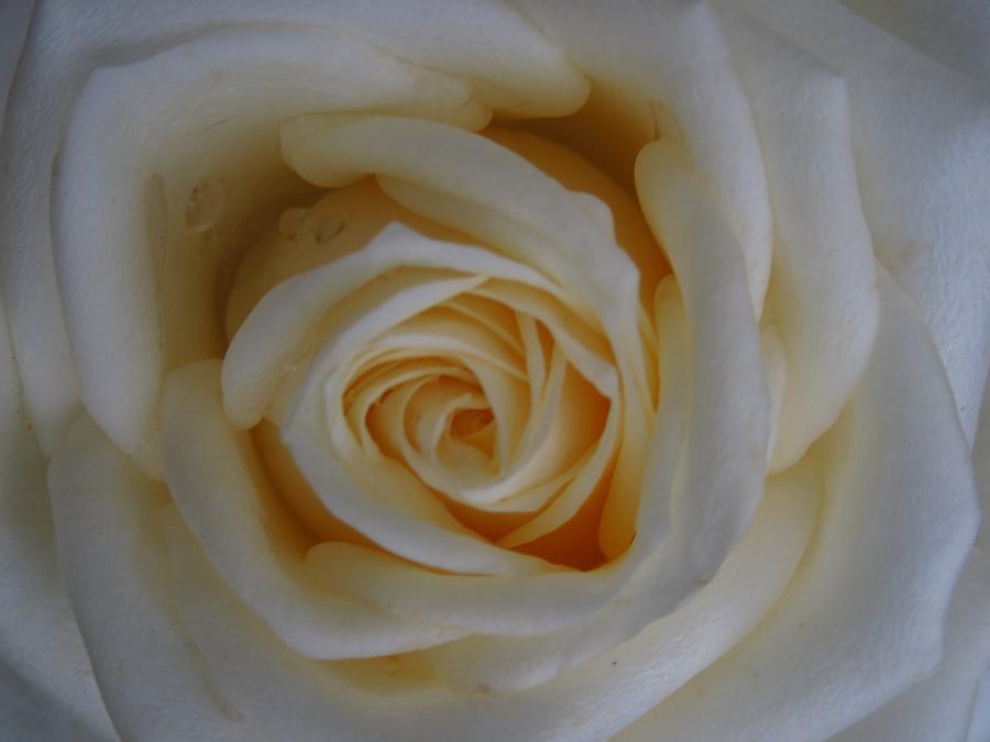 White Rose 77 Photograph by Galina Todorova