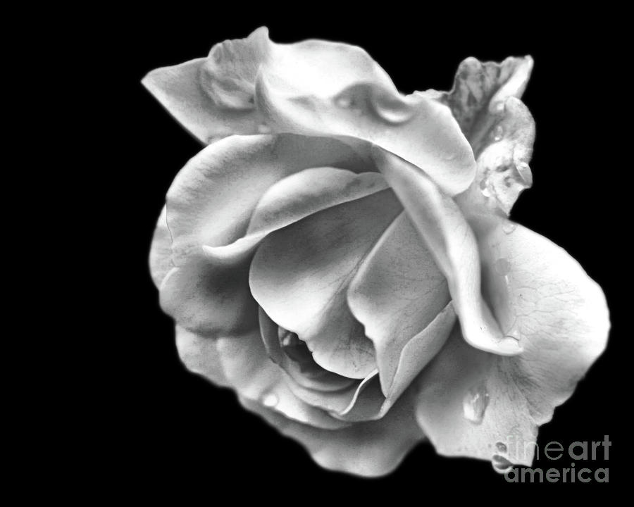 Black And White Photograph - White Rose Aglow by Smilin Eyes Treasures