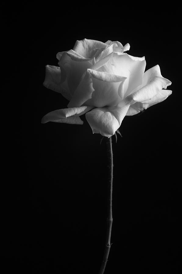 White Rose Photograph by Ami Poindexter