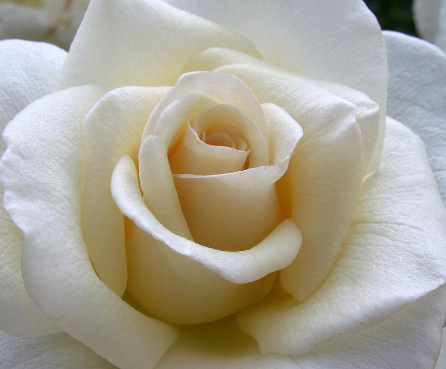 Rose Photograph - White Rose by Amy Fose