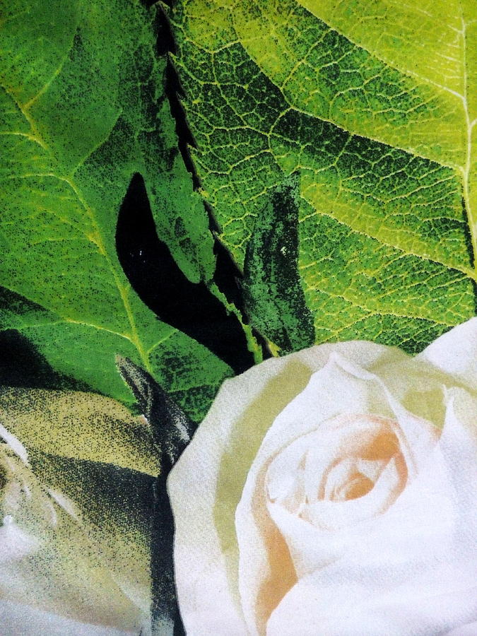 White Rose and Leaves Photograph by Silpa Saseendran