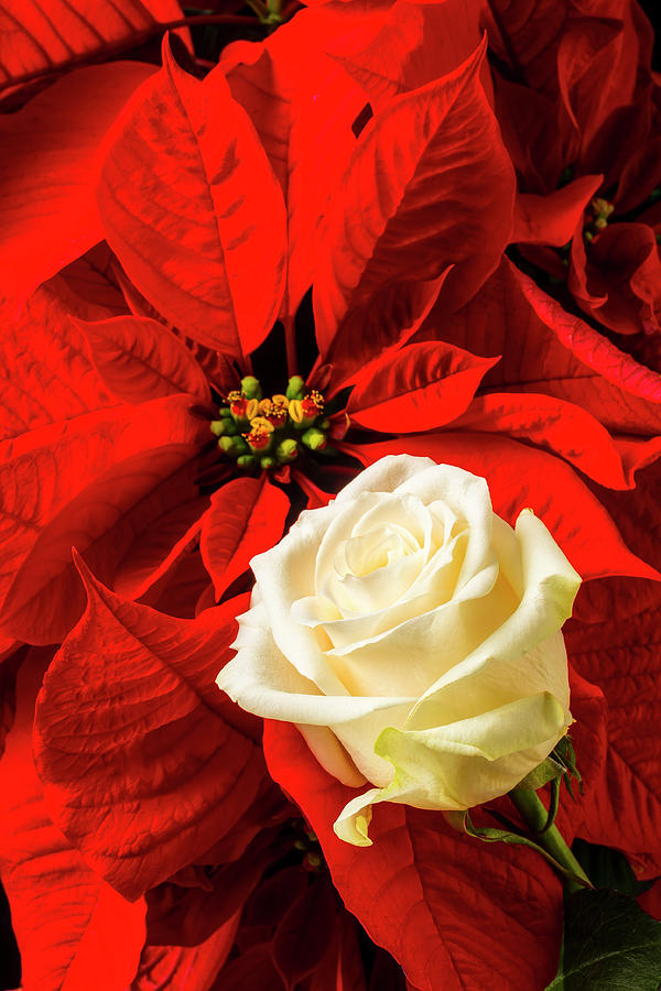 White Rose And Poinsettia Photograph by Garry Gay