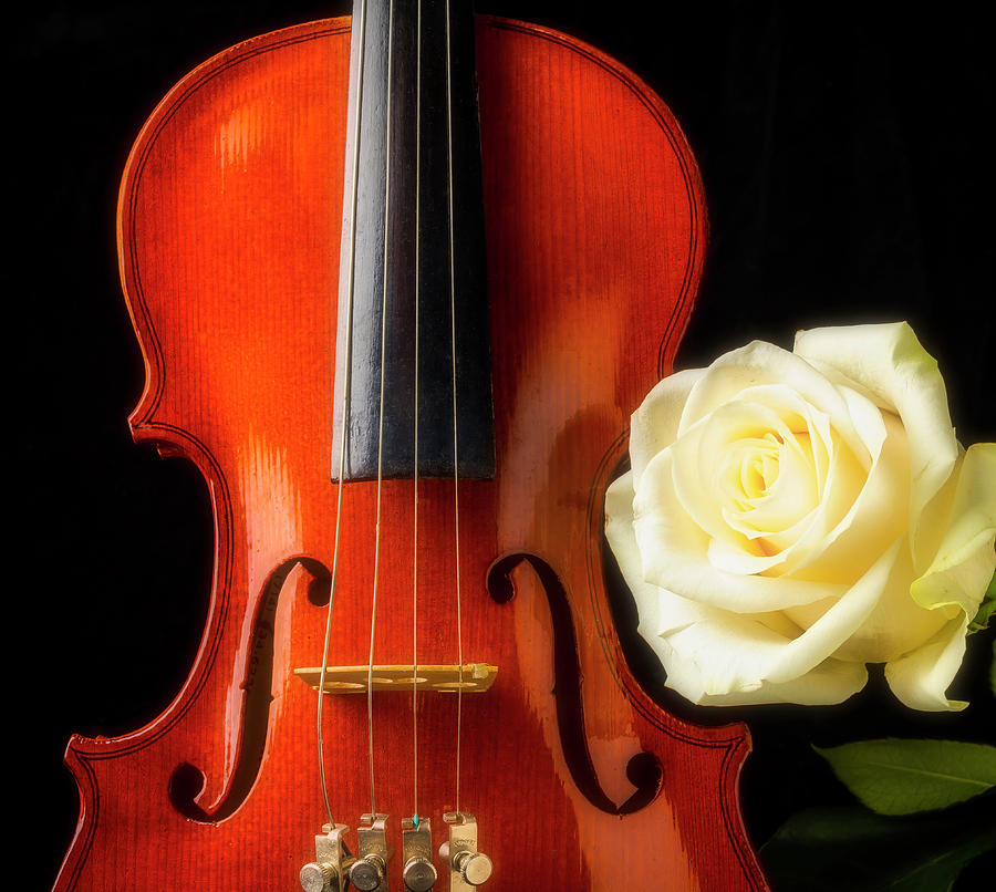White Rose And Violin Photograph by Garry Gay