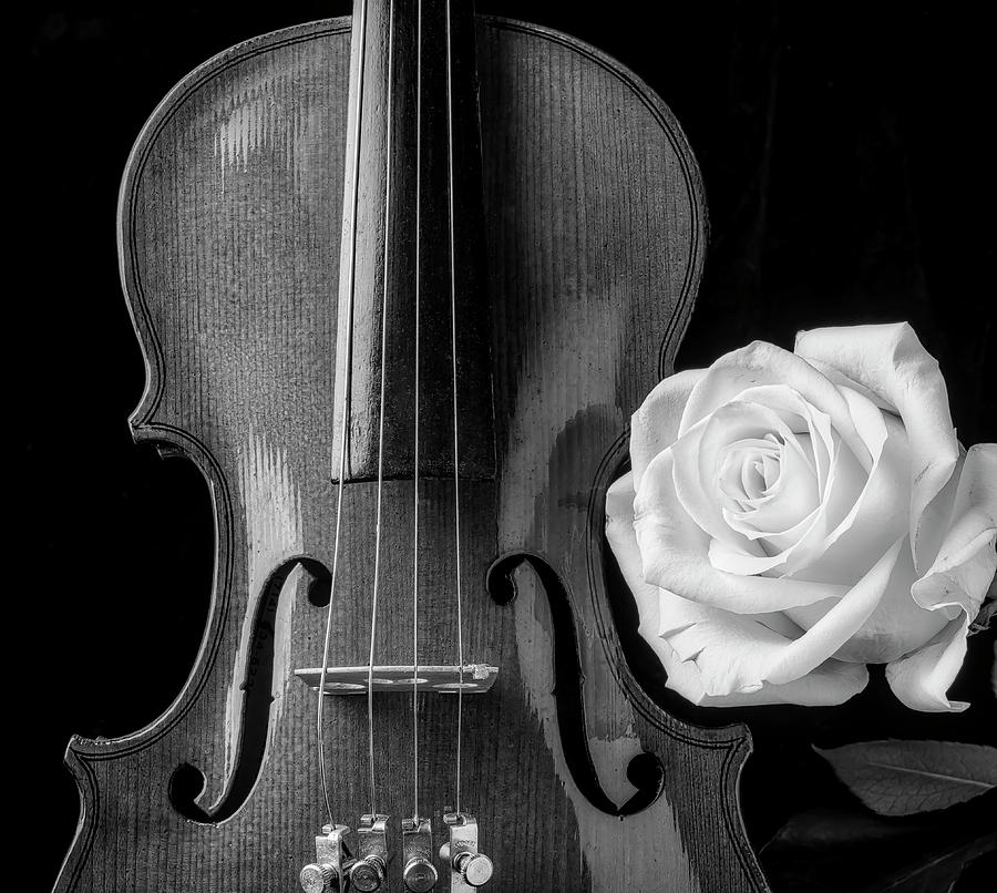 White Rose And Violin In Black And White Photograph by Garry Gay