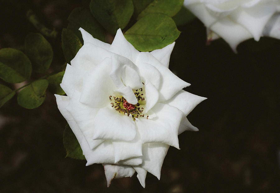 White Rose Photograph by Andrea Anderegg