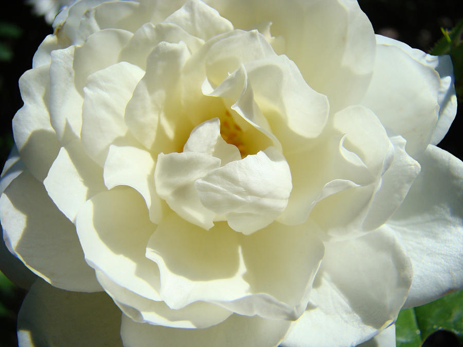 WHITE ROSE Art Prints Summer Sunlit Roses Baslee Troutman Photograph by Patti Baslee
