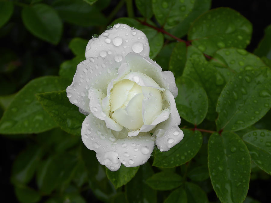 White Rose Bamberg Photograph by Pamela Newcomb