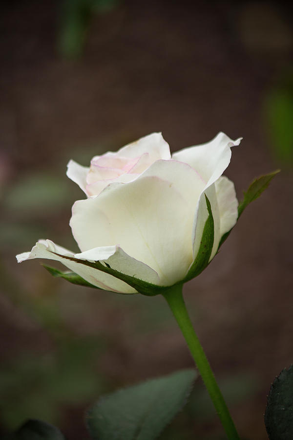 White Rose Bud 2 Photograph by Teresa Wilson