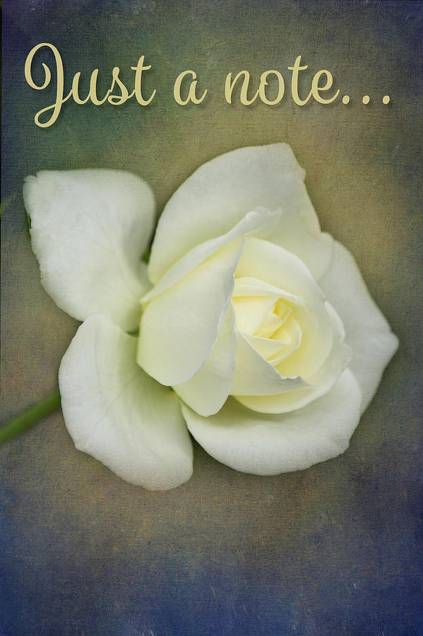 White Rose Bud - Just a Note Photograph by Teresa Wilson