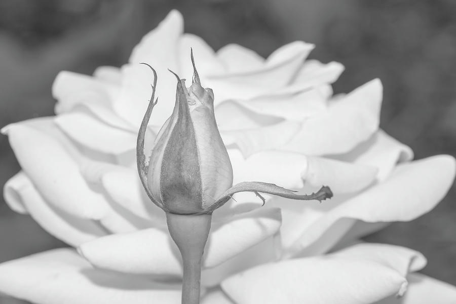 White Rose Bud Photograph by Kathy Paynter