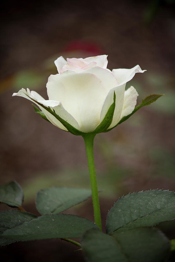 White Rose Bud Photograph by Teresa Wilson