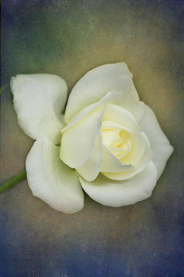White Rose Bud Texture Photograph by Teresa Wilson