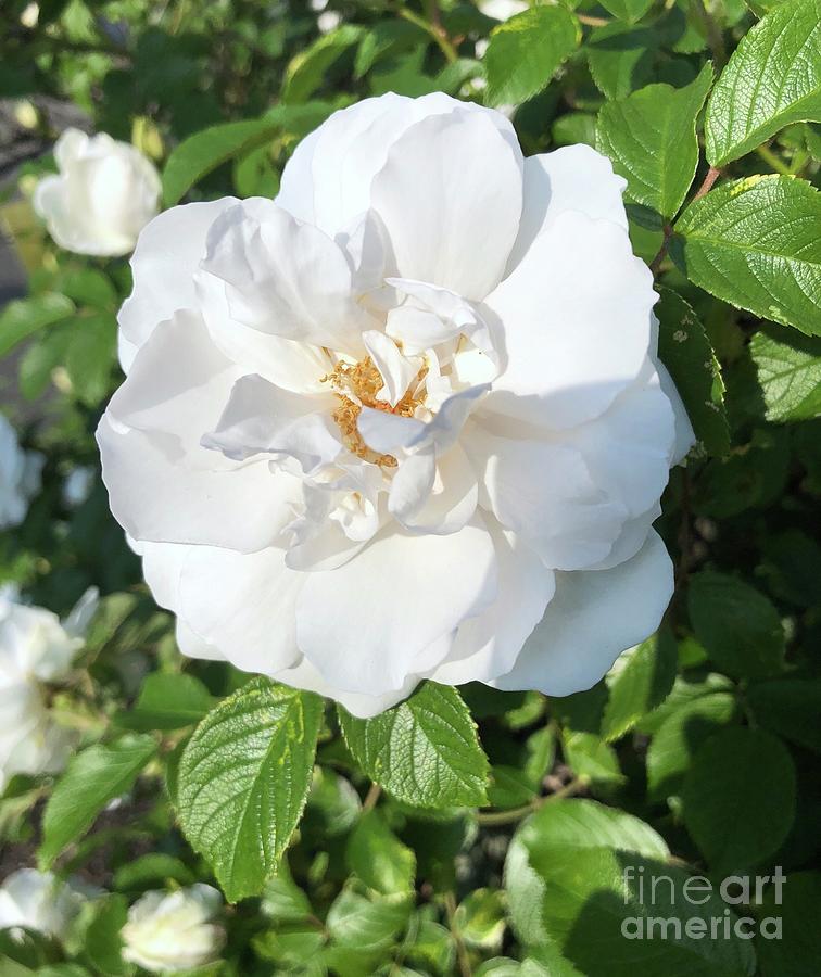 White Rose Photograph by CAC Graphics