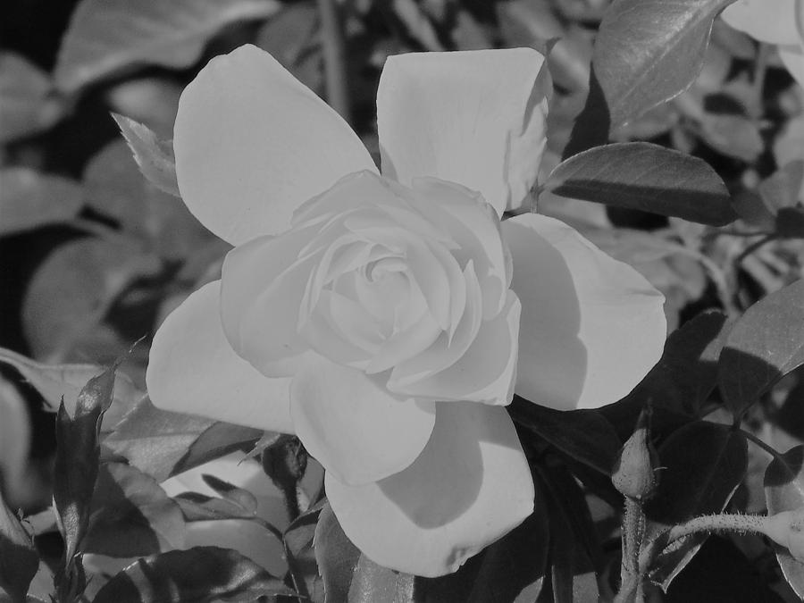 White Rose Photograph by Chanler Simmons