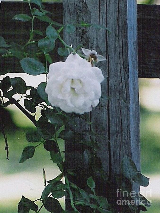 White Rose Photograph by Charles Robinson