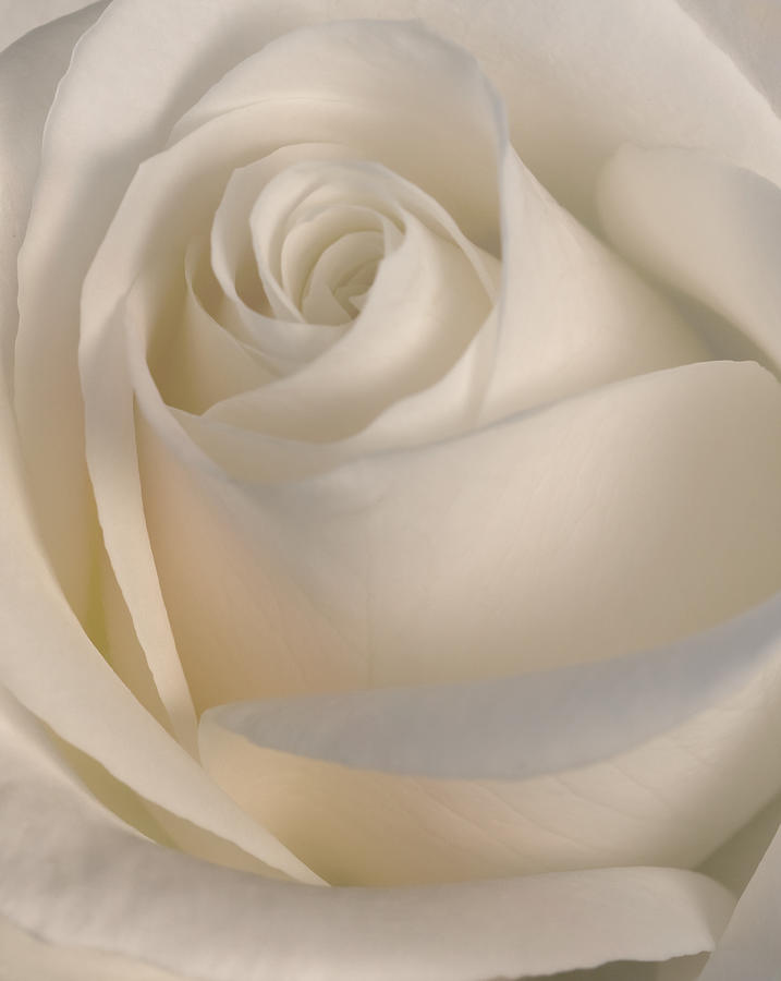 Rose Photograph - White Rose by Cheryl Day