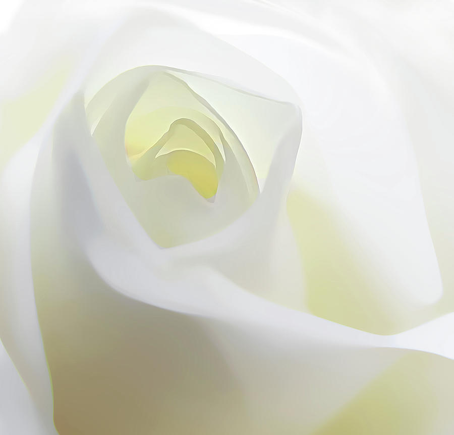 White Rose Digital Art By Cindy Xiao - Fine Art America