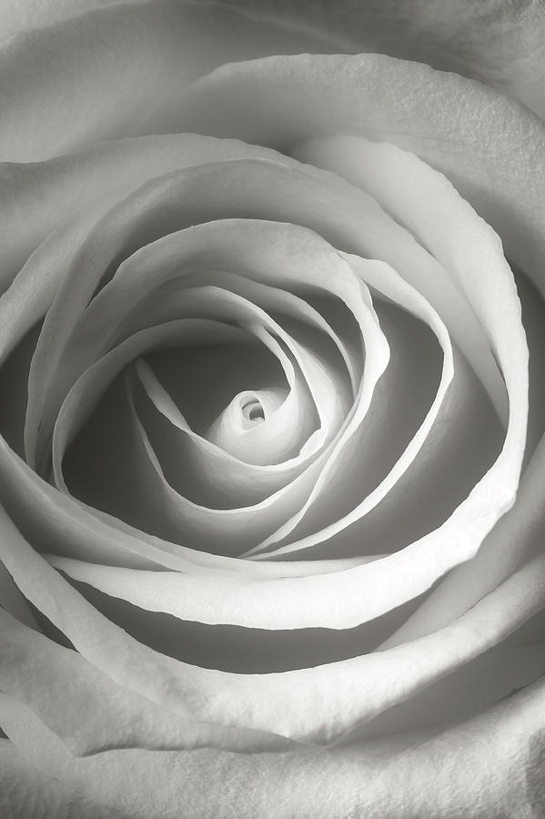 White Rose Close Up Photograph by Garry Gay