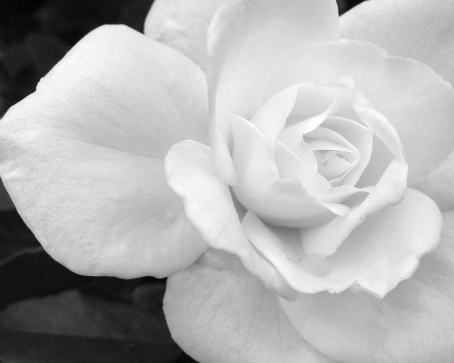 White Rose Closeup Photograph by Tom Reynen