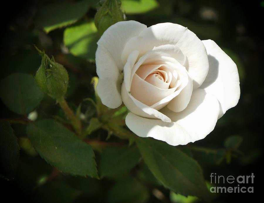 Rose Photograph - White Rose Coming out of the Dark by Lilliana Mendez
