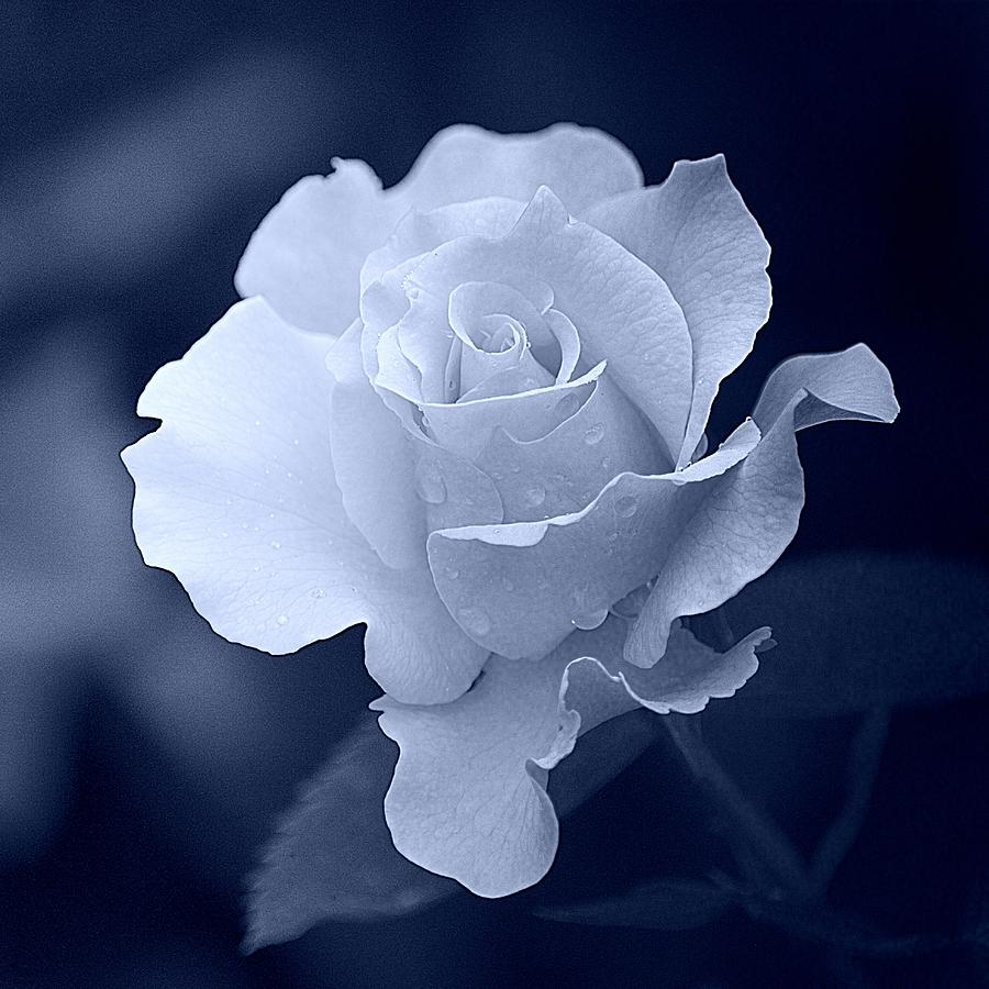 White Rose on Navy Blue Photograph by Joan Han