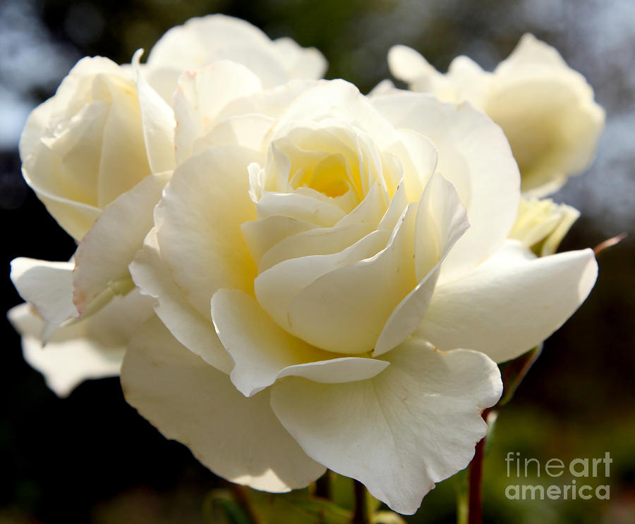 White Rose  Photograph by Dean Triolo