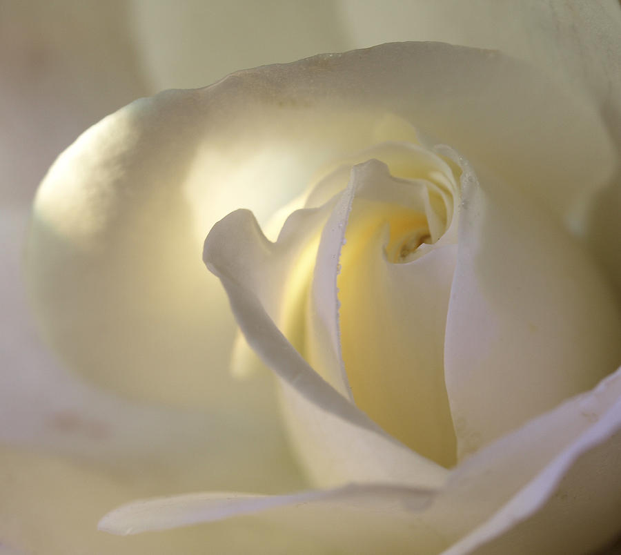 White Rose Photograph by Denise Saldana