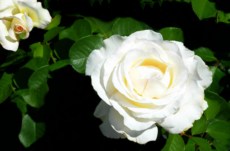 White Rose Photograph by Diana Angstadt