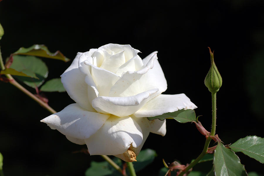 White Rose Photograph by Don Wright