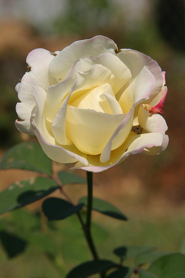 Rose Photograph - White Rose by Donald Tusa