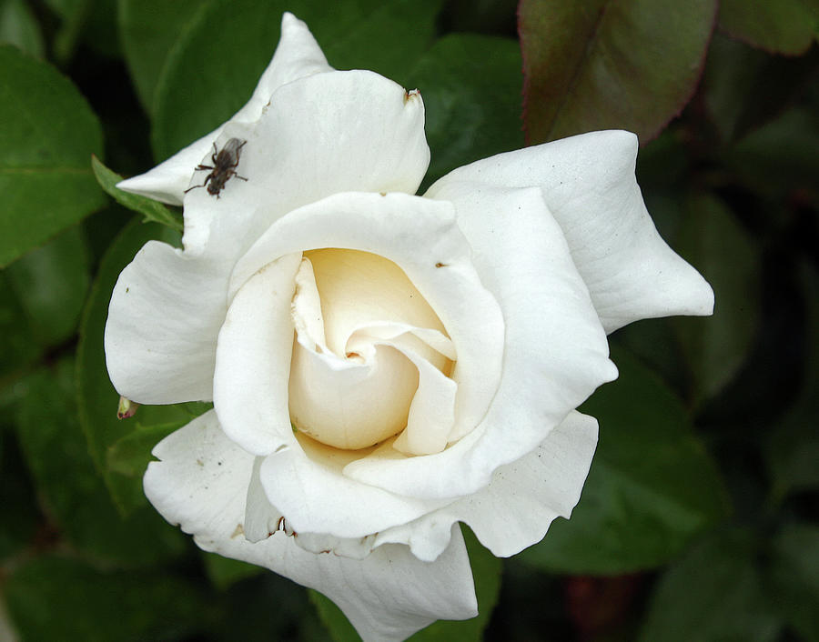 White Rose Photograph by Ellen Tully