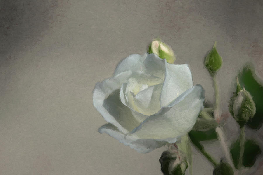 White Rose Digital Art by Ernest Echols
