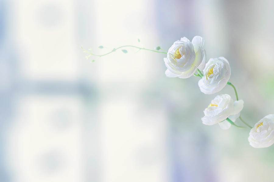 flower bokeh wallpaper