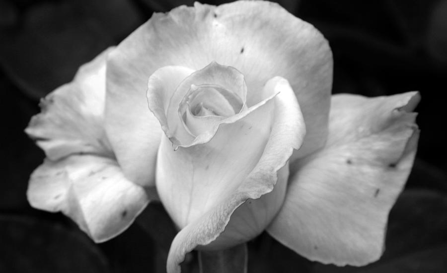 White Rose Photograph by Holly Ethan