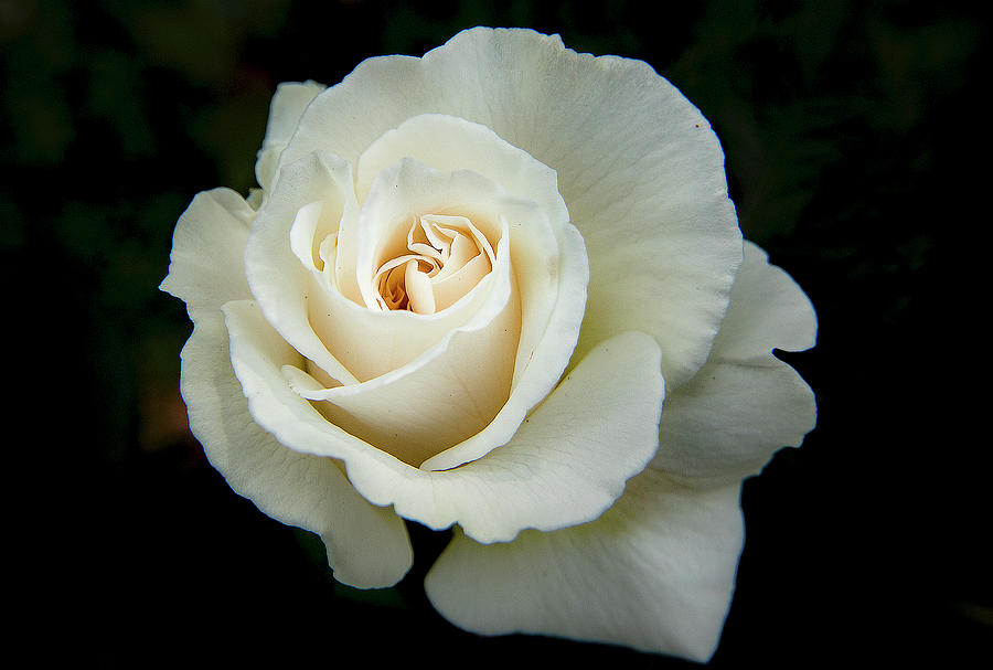 White rose Photograph by Ian Watts