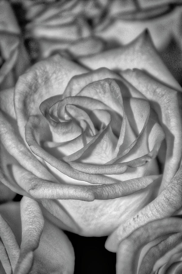 White Rose in Black and White Photograph by Todd Dunham - Fine Art America