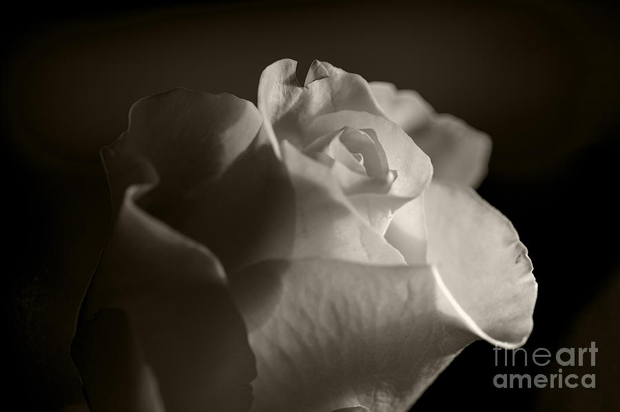 White rose in macro 8 Photograph by Micah May