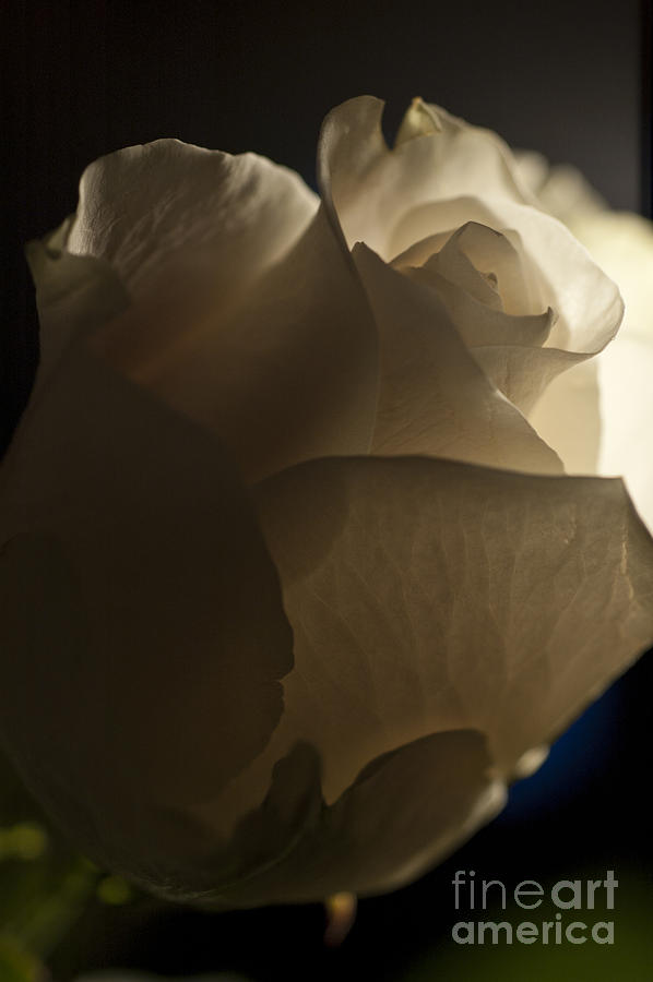 White rose in macro 9 Photograph by Micah May