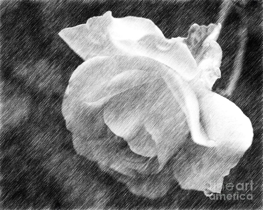 White Rose In Pencil Drawing by Smilin Eyes Treasures