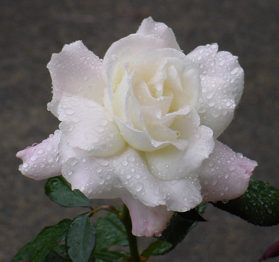 White Rose in Rain - 3 Photograph by Shirley Heyn