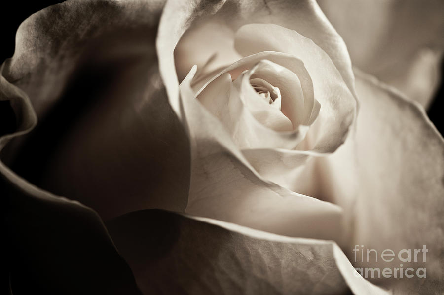 Nature Photograph - White Rose in sepia 2 by Micah May