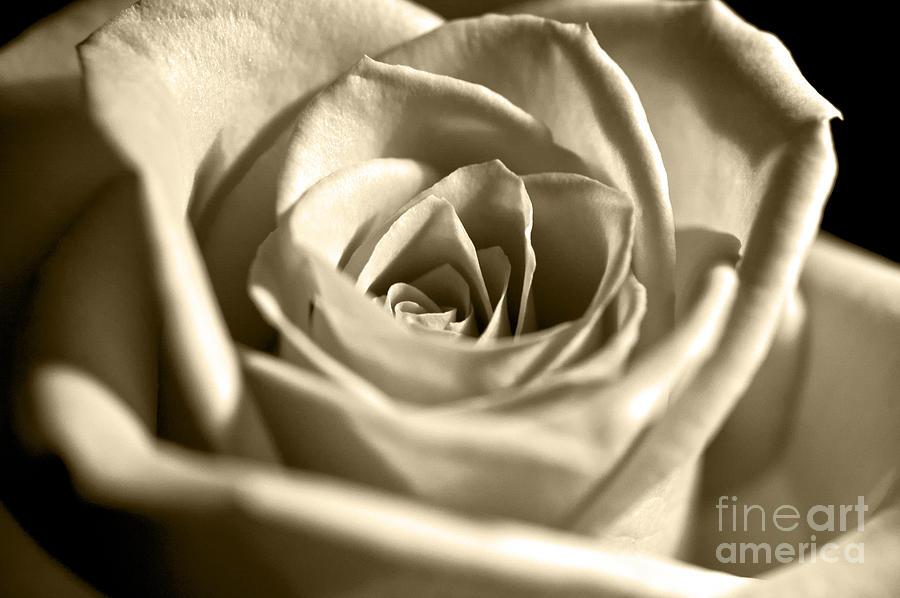 Black And White Photograph - White Rose in sepia by Micah May