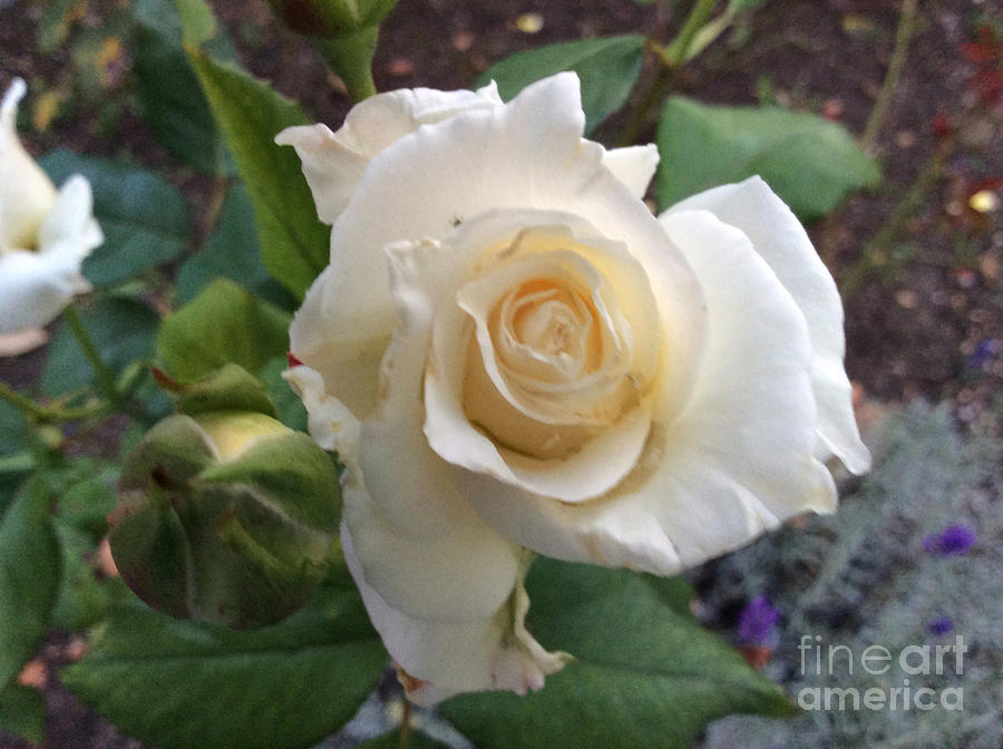 Rose Photograph - White Rose in the Garden by Paula Albert
