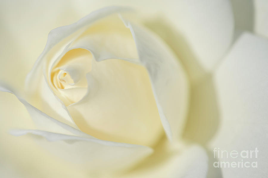White Rose inocence Purity and Secrecy Photograph by David Zanzinger