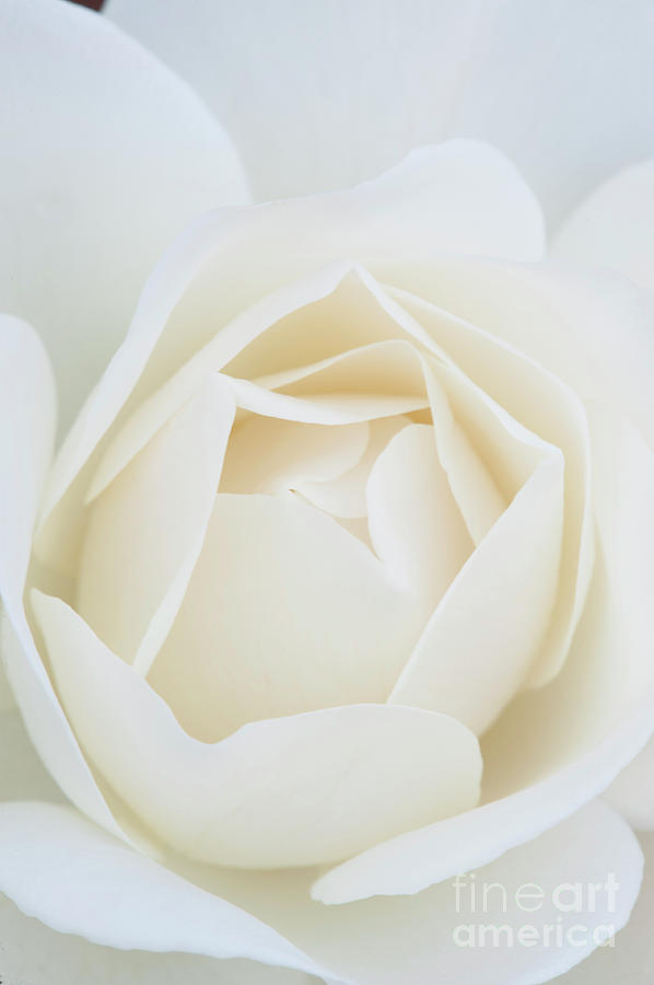 White Rose Inocence Purity Secrecy Photograph by David Zanzinger