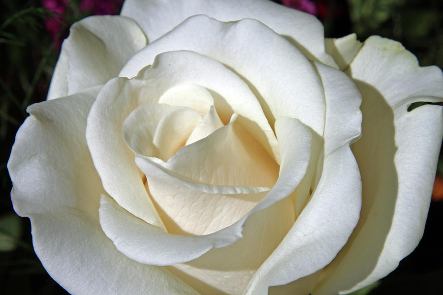 White Rose Photograph by Ira Marcus