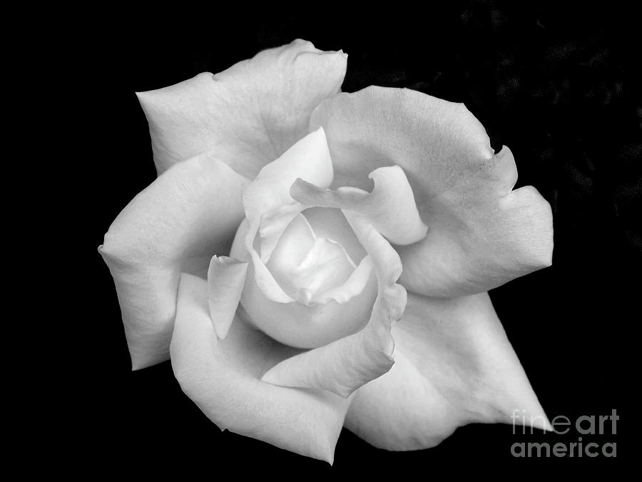 White Rose Isolation Photograph by Beth Myer Photography